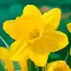 Daffodil_नर्गिस
