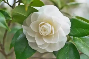 कैमेलिया (Camellia)
