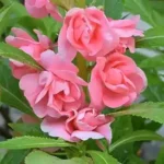 गुल मेहँदी (Balsam)