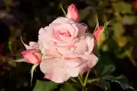  गुलाब (Rose)