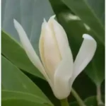 चम्पा (Magnolia)