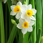 नर्गिस (Daffodil)