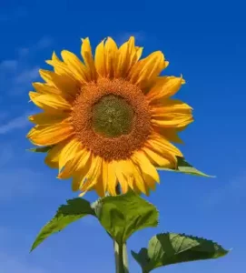 सूरजमुखी (Sunflower)