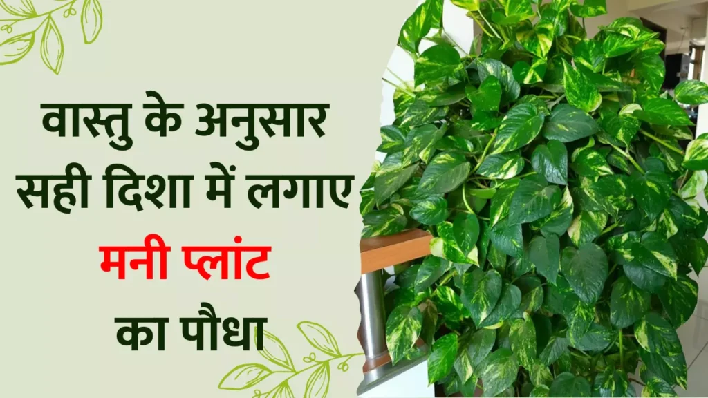 According to Vastu Shastra plant a money plant in the right direction there will be a shower of money in the house