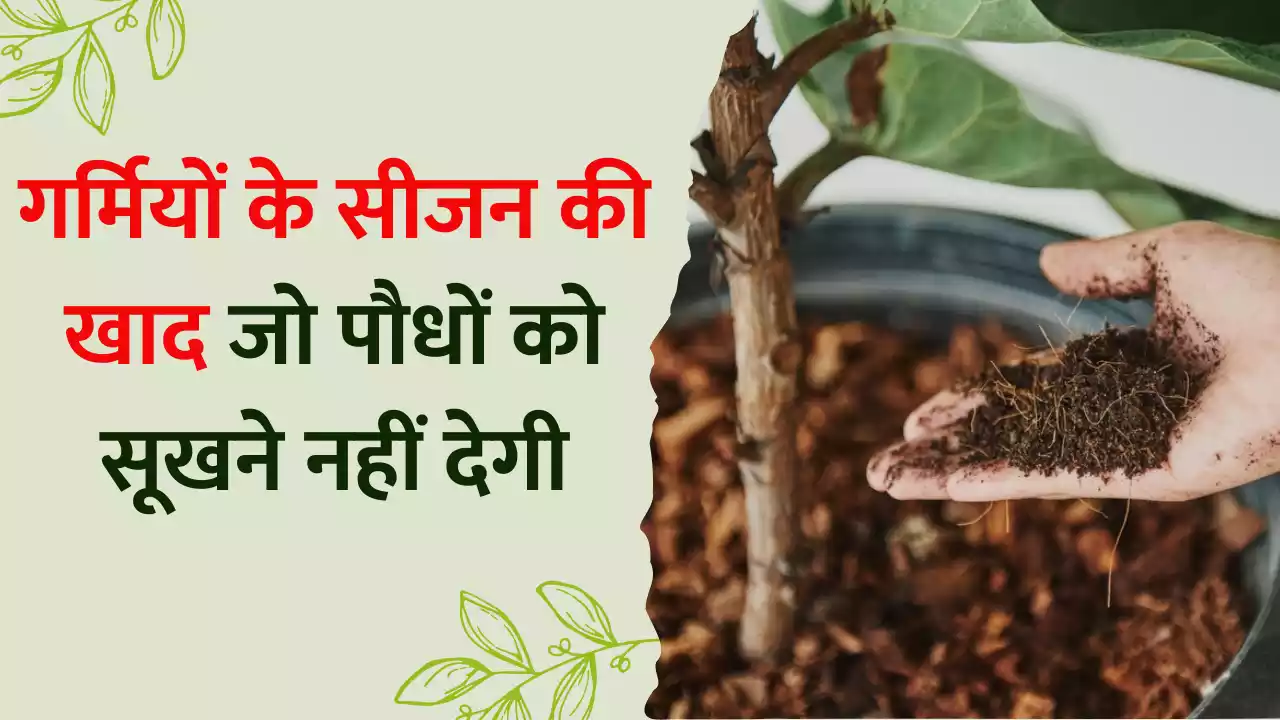 Make this fertilizer from household waste in summer which will make even dry and withered plants bloom