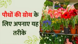 The problem of plants not producing fruits and flowers will be solved in a jiffy just use this fertilizer